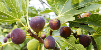 Zbuloni mrekullitë që vijnë nga gjethet e fikut, ja për çfarë mund të përdoren