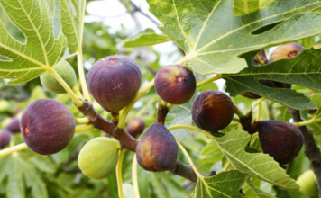 Zbuloni mrekullitë që vijnë nga gjethet e fikut, ja për çfarë mund të përdoren