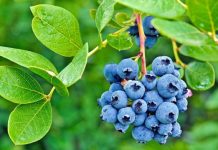 Boronica, produkt i regjistruar “markë” shqiptare