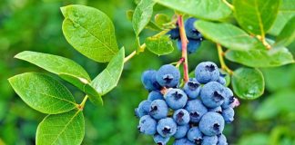 Boronica, produkt i regjistruar “markë” shqiptare