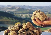 Kushton 3 mijë euro 1 kg, kjo është bima e rrallë që rritet në Shqipëri