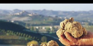 Kushton 3 mijë euro 1 kg, kjo është bima e rrallë që rritet në Shqipëri