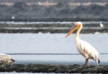 Pelikani më i rrallë në botë gjendet në Shqipëri (Fotot)