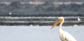 Pelikani më i rrallë në botë gjendet në Shqipëri (Fotot)