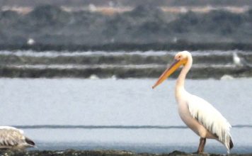 Pelikani më i rrallë në botë gjendet në Shqipëri (Fotot)