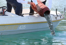 Pogradec/ Hidhen rasatet e para të koranit në Liqenin e Ohrit