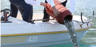 Pogradec/ Hidhen rasatet e para të koranit në Liqenin e Ohrit