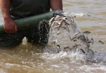 Lajmi i mirë, hidhen mbi 160 mijë rasate krapi në liqenin e Fierzës