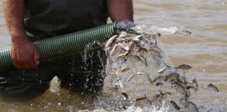 Lajmi i mirë, hidhen mbi 160 mijë rasate krapi në liqenin e Fierzës