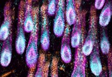 Studimi/ Zbulohen qelizat që rigjenerojnë flokët dhe shmangin rënien e tyre