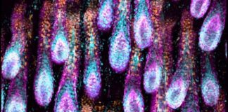 Studimi/ Zbulohen qelizat që rigjenerojnë flokët dhe shmangin rënien e tyre