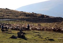 Mbi 1400 krerë dhi, mbi 500 krerë dele dhe rreth 140 lopë/ Njihuni me fermën e parë bio në Shqipëri (Fotot)