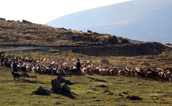 Mbi 1400 krerë dhi, mbi 500 krerë dele dhe rreth 140 lopë/ Njihuni me fermën e parë bio në Shqipëri (Fotot)