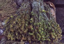 Çaji shqiptar i malit, përfitimet e jashtëzakonshme shëndetësore