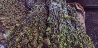 Çaji shqiptar i malit, përfitimet e jashtëzakonshme shëndetësore