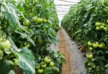 Programi IPARD, 22 milionë euro kontrata të lidhura për bujqësinë në Shqipëri