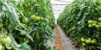 Programi IPARD, 22 milionë euro kontrata të lidhura për bujqësinë në Shqipëri