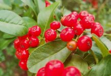 Boronica e kuqe/ Fruti i nënvlerësuar që bën magji me shëndetin