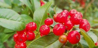 Boronica e kuqe/ Fruti i nënvlerësuar që bën magji me shëndetin