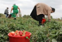 Fondet e IPARD/ 57 milionë euro për fermerët, afati për aplikim deri më 16 Dhjetor