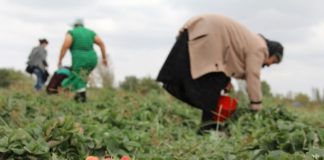 Fondet e IPARD/ 57 milionë euro për fermerët, afati për aplikim deri më 16 Dhjetor