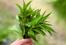 Pse duhet të konsumoni shumë hithra dhe barishte në vjeshtë