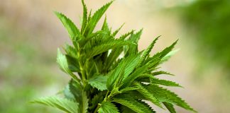 Pse duhet të konsumoni shumë hithra dhe barishte në vjeshtë