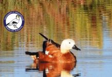 Laroshja e kuqrremtë, zbulohet një shpend i ri në Vjosë-Nartë (Fotot)