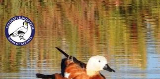 Laroshja e kuqrremtë, zbulohet një shpend i ri në Vjosë-Nartë (Fotot)