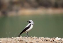 FOTO/ Shpendi i rrallë qëndron akoma në vendin tonë