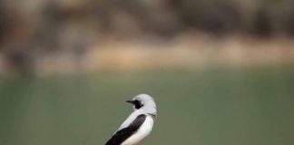 FOTO/ Shpendi i rrallë qëndron akoma në vendin tonë