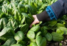 KËSHILLA/ Ushqimet e duhura që luftojnë gripin gjatë dimrit