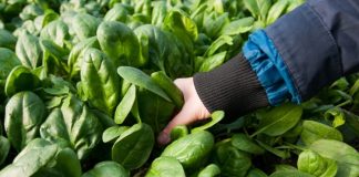 KËSHILLA/ Ushqimet e duhura që luftojnë gripin gjatë dimrit