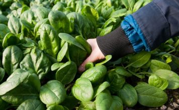 KËSHILLA/ Ushqimet e duhura që luftojnë gripin gjatë dimrit