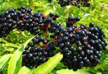 Bima mjekësore e shtogut, si ta përdorni kundër diabetit