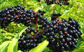 Bima mjekësore e shtogut, si ta përdorni kundër diabetit