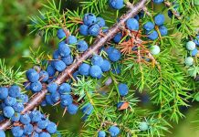 Dëllinja e zezë/ Si të përgatisni kurën për pastrimin rrënjësor të mushkërive