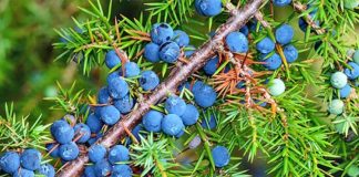 Dëllinja e zezë/ Si të përgatisni kurën për pastrimin rrënjësor të mushkërive