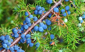 Dëllinja e zezë/ Si të përgatisni kurën për pastrimin rrënjësor të mushkërive