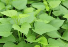 Kjo gjethe lufton sëmundjet e zemrës