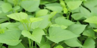 Kjo gjethe lufton sëmundjet e zemrës