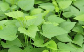 Kjo gjethe lufton sëmundjet e zemrës