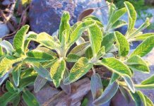 Bima magjike e Shqipërisë, ja si ta përdorni për mëlçinë