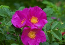 Trëndafili shkëmbor, bima e duhur për pastrimin e trupit. Ja ku gjendet në Shqipëri