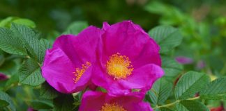 Trëndafili shkëmbor, bima e duhur për pastrimin e trupit. Ja ku gjendet në Shqipëri