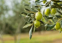 Berati, prodhuesi më i madh i ullinjve në të gjithë rajonin!