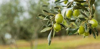 Berati, prodhuesi më i madh i ullinjve në të gjithë rajonin!