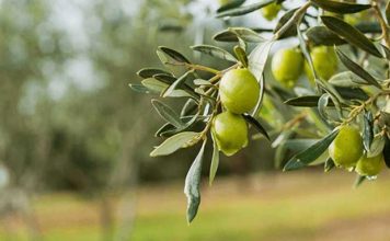 Berati, prodhuesi më i madh i ullinjve në të gjithë rajonin!