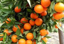 Eurostat: Shqipëria e shtata në Europë për prodhimin e portokalleve, ia kaloi Francës