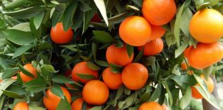 Eurostat: Shqipëria e shtata në Europë për prodhimin e portokalleve, ia kaloi Francës